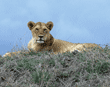 African lion Tanzania (East Africa)