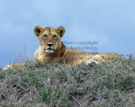 African lion Tanzania (East Africa)