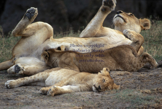 African lion mother nursing one of her cubs