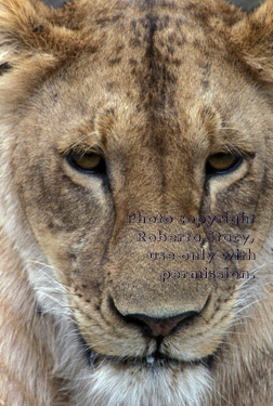 African lion, close-up photo of face