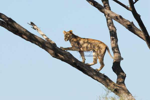 African lion walking up tree branch