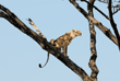 African lion on tree branch looking up at leopard