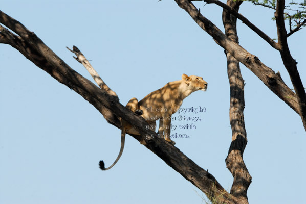 African lion on tree branch looking up at leopard