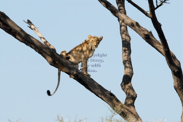 African lion sitting on tree branch