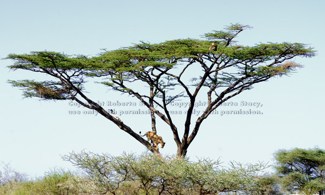 African lion walking down tree branch