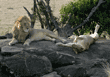 adult male and female African lions resting