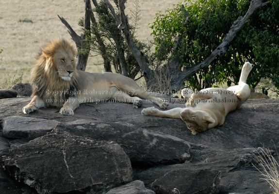 adult male and female African lions resting