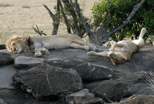 male and female African lions at rest