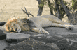 adult male African lion sleeping