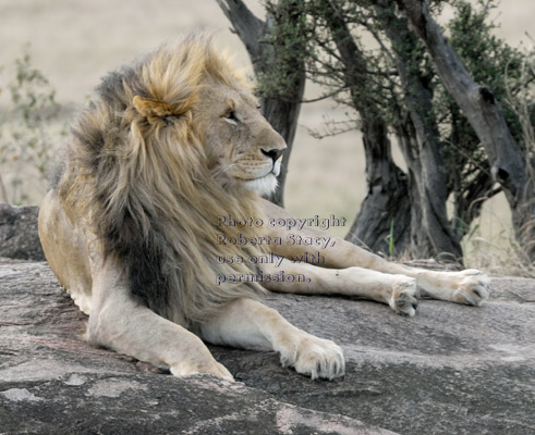 African lion adult male