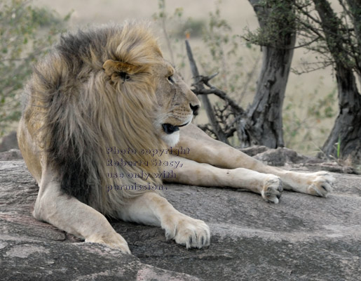 adult male African lion