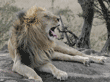 adult male African lion yawning