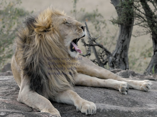 adult male African lion yawning