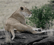 adult female African lion resting