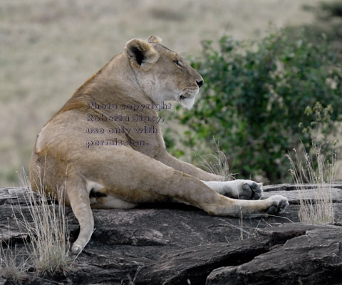 adult female African lion resting