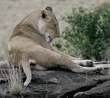 female African lion grooming herself