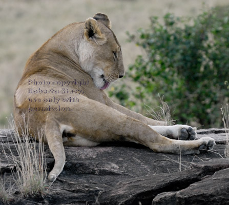 female African lion grooming herself