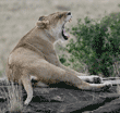 adult female African lion yawning