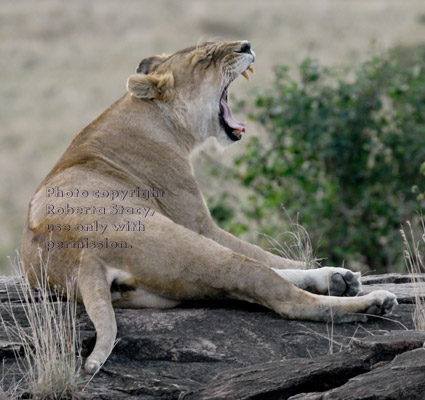 adult female African lion yawning