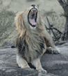 male African lion yawning