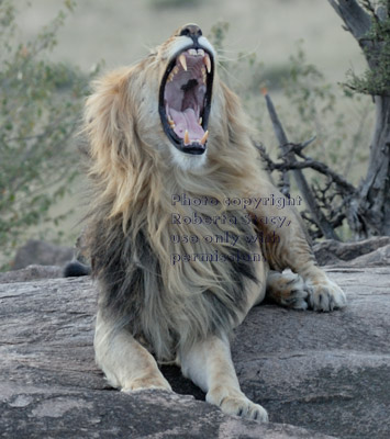 male African lion yawning