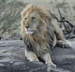 adult male African lion