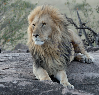 adult male African lion