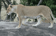 adult female African lion walking toward male