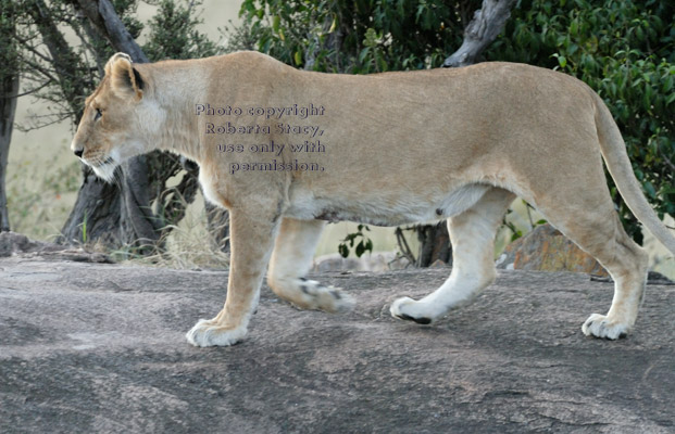 adult female African lion walking toward male