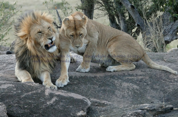 adult female African lion lying down by male