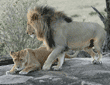 adult male African lion circling female