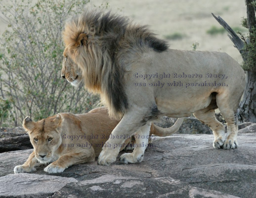 adult male African lion circling female