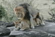 adult male African lion mating with female