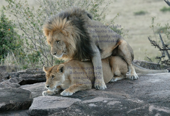 adult male African lion mating with female