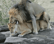 African lions mating