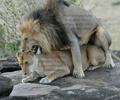 African lions mating