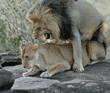 mating African lions