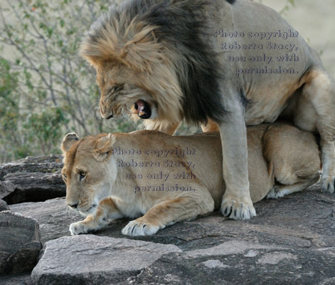 mating African lions