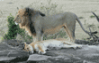 African lions immediately after mating