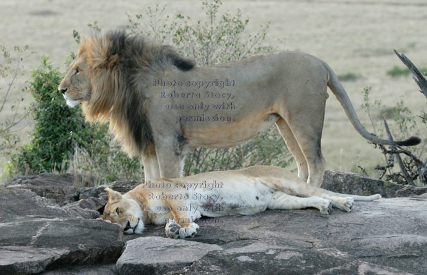 African lions immediately after mating