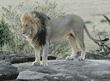 African lion male after mating