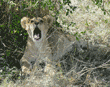 African lion cub yawning