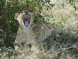 African lion cub yawning