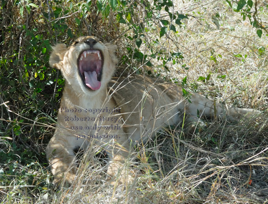 African lion cub yawning