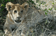 African lion cub close-up