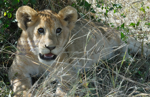 African lion cub close-up