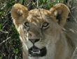 close-up of African lion staring at photographer in safari vehicle