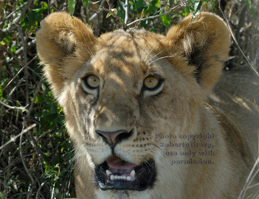 close-up of African lion staring at photographer in safari vehicle