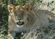 African lion looking up at photographer in safari vehicle