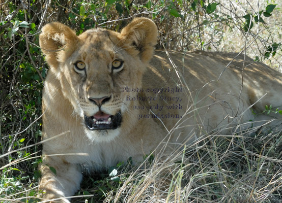 African lion looking up at photographer in safari vehicle